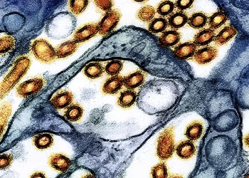 H5N1 조류독감 바이러스, 생우유 치즈에서 수개월간 감염력 유지