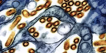 H5N1 조류독감 바이러스, 생우유 치즈에서 수개월간 감염력 유지