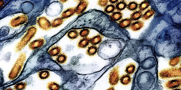 H5N1 조류독감 바이러스, 생우유 치즈에서 수개월간 감염력 유지