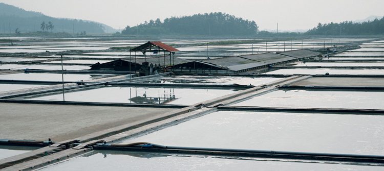 미국, 강제노동 시킨 한국염전의 소금 ‘수입불가’