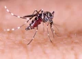 라스베이거스, 모기 문제 급증 … ‘뎅기열 옮기는 이집트숲모기 확산’