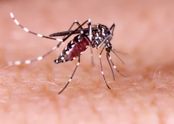 라스베이거스, 모기 문제 급증 … ‘뎅기열 옮기는 이집트숲모기 확산’