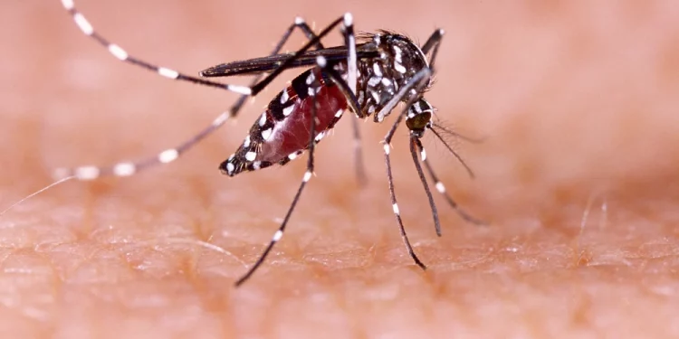 라스베이거스, 모기 문제 급증 … ‘뎅기열 옮기는 이집트숲모기 확산’