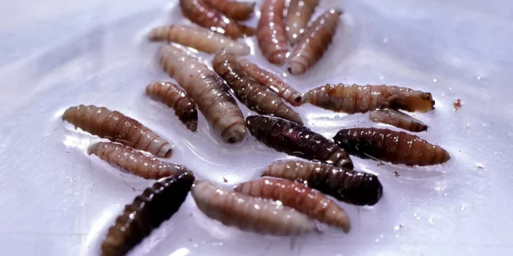 ‘살 파먹는 기생충’ 스크류웜… “미국에서 처음으로 인간 감염”