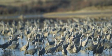 텍사스 최초 야생동물보호구역 확장 계획  백지화. .. 트럼프 행정부에 발목잡혀