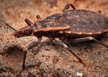 ‘키싱버그’로 확산되는 차가스병, 미국서 토착화… 텍사스 · 루이지애나 등 남부 지역에서 사람 감염