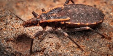 ‘키싱버그’로 확산되는 차가스병, 미국서 토착화… 텍사스 · 루이지애나 등 남부 지역에서 사람 감염