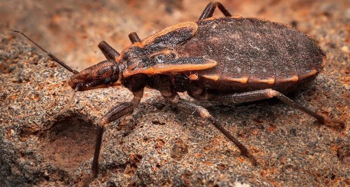 ‘키싱버그’로 확산되는 차가스병, 미국서 토착화… 텍사스 · 루이지애나 등 남부 지역에서 사람 감염