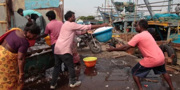 트럼프 행정부 관세 여파… 인도산 새우 미국에 판매 못한다