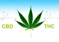 대마추출물 CBD와 THC, 무엇이 다를까 … “인체에 작용하는 방식과 효과는 달라”