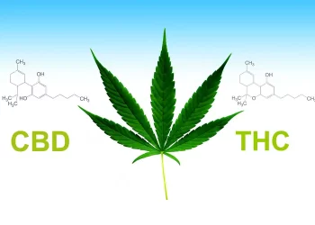 대마추출물 CBD와 THC, 무엇이 다를까 … “인체에 작용하는 방식과 효과는 달라”