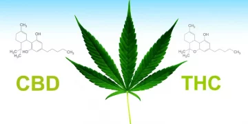 대마추출물 CBD와 THC, 무엇이 다를까 … “인체에 작용하는 방식과 효과는 달라”