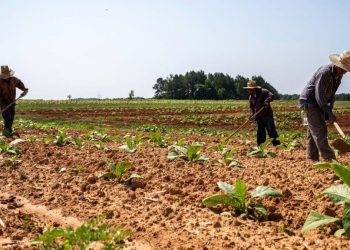 이민자 정책 및 관세여파 농업계 타격에 트럼프 행정부 ‘임시 농업노동자 비자 절차 간소화