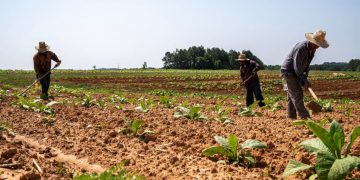 이민자 정책 및 관세여파 농업계 타격에 트럼프 행정부 ‘임시 농업노동자 비자 절차 간소화