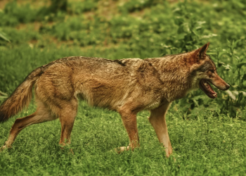 한인밀집지역 프리스코 일대 살쾡이·코요테 잇단 목격 .. “주거지 확장, 인간과 야생동물 간 접촉 증가”