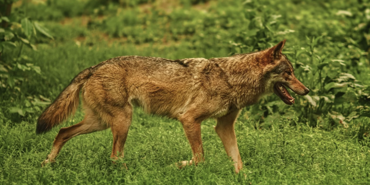 한인밀집지역 프리스코 일대 살쾡이·코요테 잇단 목격 .. “주거지 확장, 인간과 야생동물 간 접촉 증가”