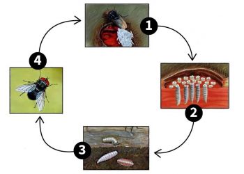 텍사스 주지사, ‘스크루웜 파리’ 유입 차단 … “주 전역 재난 선언”