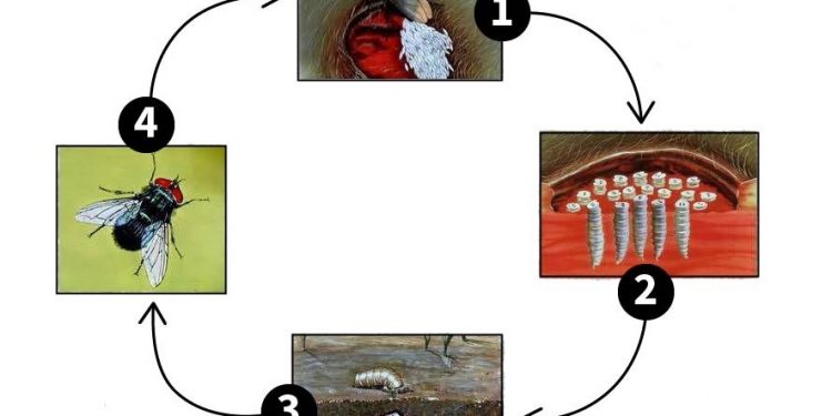 텍사스 주지사, ‘스크루웜 파리’ 유입 차단 … “주 전역 재난 선언”