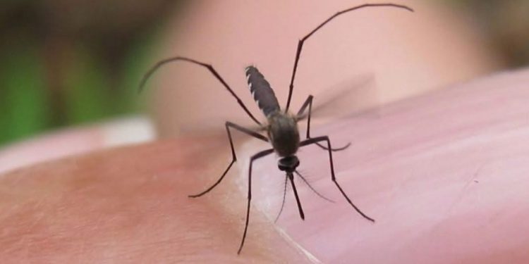 윌리엄슨 카운티, 웨스트나일 바이러스 모기 출몰 … “오스틴 · 윌리엄슨 카운티 거주 한인 주의해야”